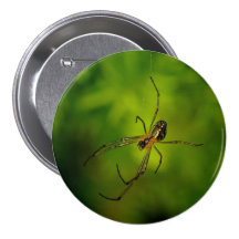 aranha Longo-jawed do tecelão da esfera Botons