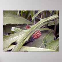 Aranhas do bebê 1 poster