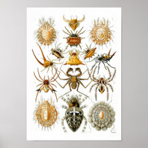 Aranhas, Ernst Haeckel Posteres