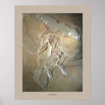Archaeopteryx Impressão
