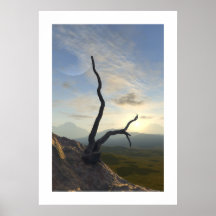 Árvore da testemunha poster