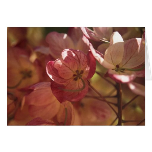 Árvore de florescência cor-de-rosa cartões