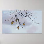 Árvore do inverno e poster da foto do céu