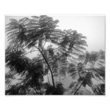 Árvore tropical preto e branco na névoa impressão de foto