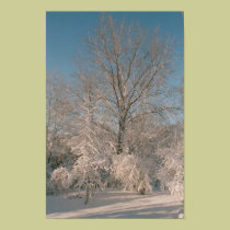 Árvores após o poster da neve posters