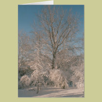 Árvores carregado com neve Notecards postais