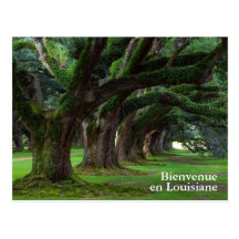 ÁRVORES DE LOUISIANA LIVE OAK CARTOES POSTAIS