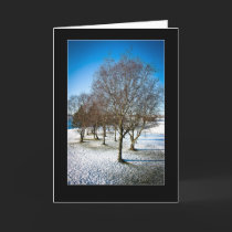 Árvores de vidoeiro de prata (Betula Pendula) no i postais
