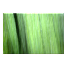 Árvores e folhas fotografias