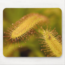 As flores aperfeiçoam a mouse pads do computador