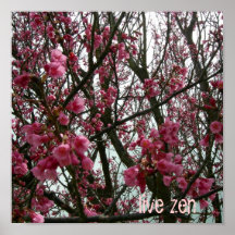 As flores de cerejeira vivem poster do zen