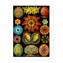 Ascidiacea (ascídias), belas artes de Haeckel Cartao Postal
