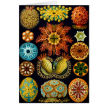 Ascidiacea (ascídias), Ernst Haeckel Cartões