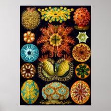 Ascídias, Ernst Haeckel Impressão