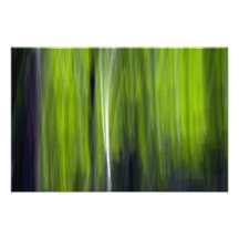 Aspen nova entre pinhos fotografias
