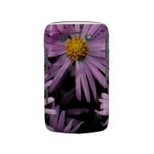 Áster roxo capas blackberry bold