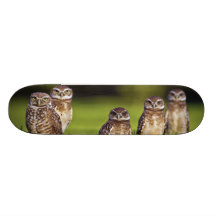 Athene Burrowing Cunicularia de 5 corujas Skateboard