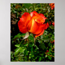 Aumentou Posters