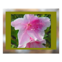Azálea no rosa arte de fotos