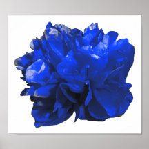 Azul do pop de Camelia Poster