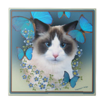 Azulejos dos olhos azuis de Ragdoll