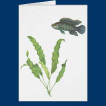 Badis de Badis e de undulatus de Aponogeton branco postais