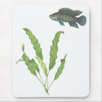 Badis de Badis e de undulatus de Aponogeton branco tapetes para ratos