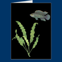 Badis de Badis e de undulatus de Aponogeton preto postais