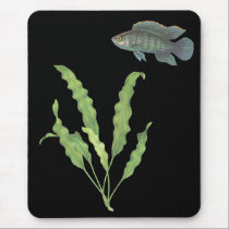 Badis de Badis e de undulatus de Aponogeton preto tapetes para ratos