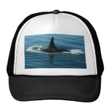 Baleia de assassino da orca bonés