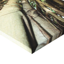 Banian Tree Impressão De Canvas Envolvida