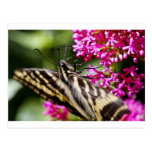 Beleza das naturezas cartão postal