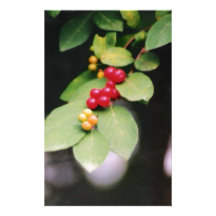 BerryLeaf.jpg Papéis Personalizados