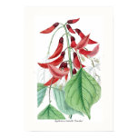 Posters Botanical Posters