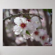 Blooming3 Impressão
