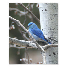Bluebird da montanha impressão de foto