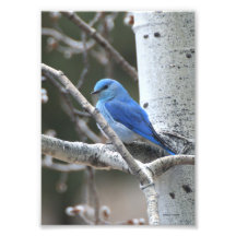 Bluebird da montanha impressão de fotos