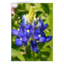 Bluebonnet de Texas Cartões
