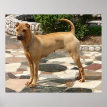Boca do osso de Shar-Pei Posters