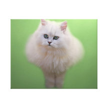 Bola do gatinho do fluff impressão em canvas