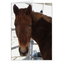 Bom aniversário do sentido de cavalo de TWH Cartão