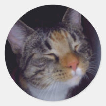 Bontzo as etiquetas do gato do amor adesivos redondos