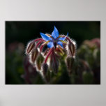 Borage Posteres