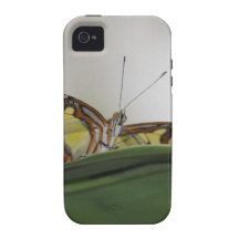 Borboleta