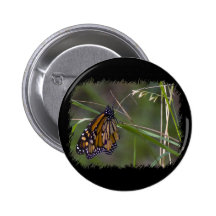 Borboleta de monarca na grama pins