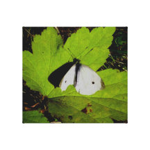 Borboleta do branco de couve impressão de canvas esticada