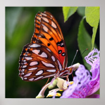 Borboleta do Fritillary do golfo no impressão das 