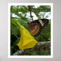 Borboleta do Lacewing Poster