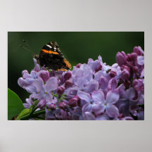 Borboleta do Lilac (próxima) Impressão