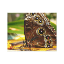 Borboleta Impressão Em Canvas